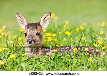 Cute fawn sitting on grass View Large Photo Image Stock Image - Cute fawn sitting on grass. Fotosearch
