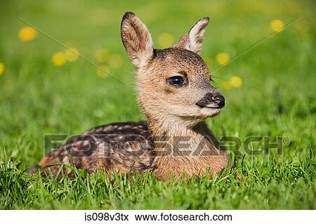 Stock Photo - Cute fawn sitting on grass. Fotosearch