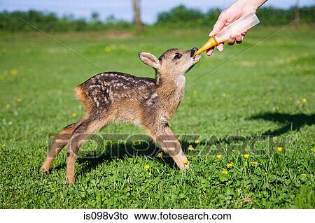Picture - Cute fawn standing on grass being fed milk in bottle. Fotosearch