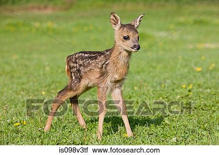 Cute fawn standing on grass View Large Photo Image Stock Image - Cute fawn standing on grass. Fotosearch