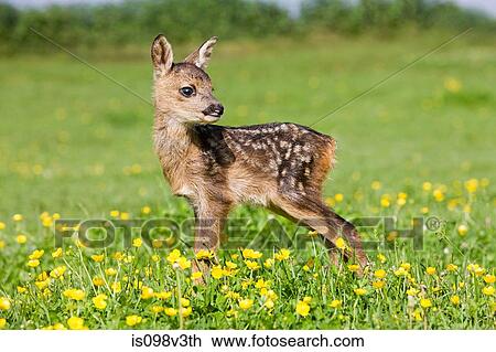 Cute fawn standing on grass View Large Photo Image Stock Image - Cute fawn standing on grass. Fotosearch