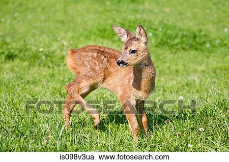 Stock Image - Cute fawn standing on grass. Fotosearch