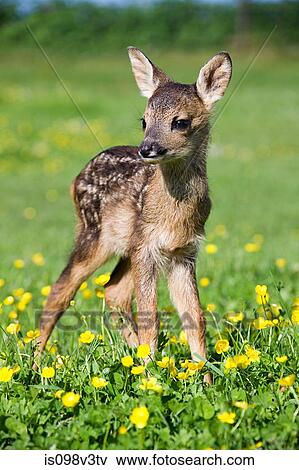 Cute fawn standing on grass View Large Photo Image Stock Photo - Cute fawn standing on grass. Fotosearch