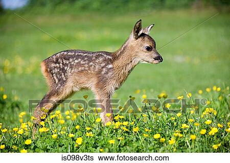 Stock Photograph - Cute fawn standing on grass. Fotosearch