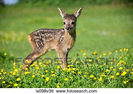 Stock Photograph - Cute fawn standing on grass. Fotosearch