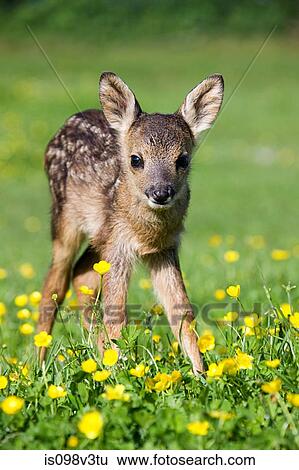 Cute fawn standing on grass View Large Photo Image Stock Photograph - Cute fawn standing on grass. Fotosearch