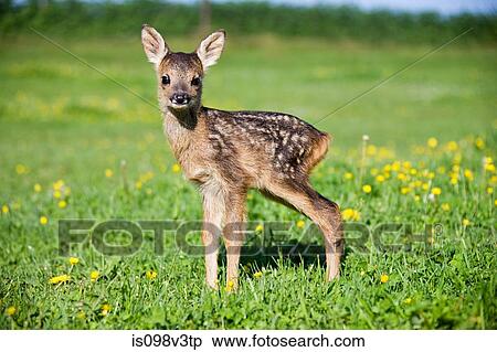 Stock Photography - Cute fawn standing on grass. Fotosearch
