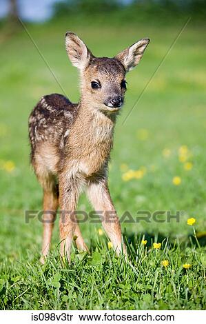Cute fawn standing on grass View Large Photo Image Stock Photography - Cute fawn standing on grass. Fotosearch