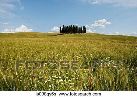 Cypress trees in field in siena View Large Photo Image Stock Photograph - Cypress trees in field in siena. Fotosearch