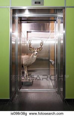 Deer in elevator View Large Photo Image Stock Image - Deer in elevator. Fotosearch