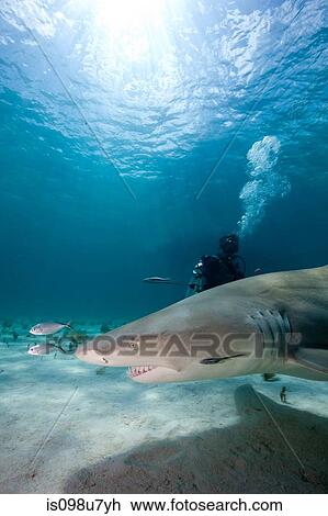 Stock Image - Diver and Lemon Shark. Fotosearch