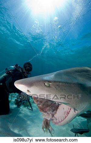 Diver feeds Lemon Shark View Large Photo Image Stock Image - Diver feeds Lemon Shark. Fotosearch