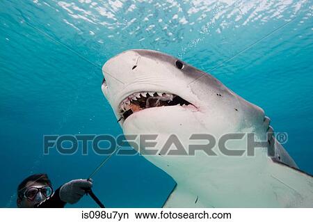 Picture - Diver feeds Tiger Shark.. Fotosearch