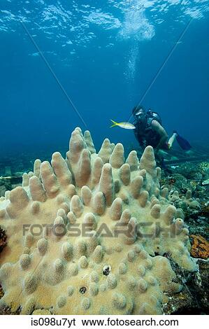 Diver on Coral Reef View Large Photo Image Stock Photograph - Diver on Coral Reef. Fotosearch