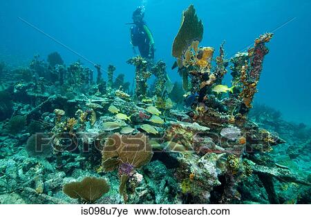 Diver on shipwreck. View Large Photo Image Stock Image - Diver on shipwreck.. Fotosearch