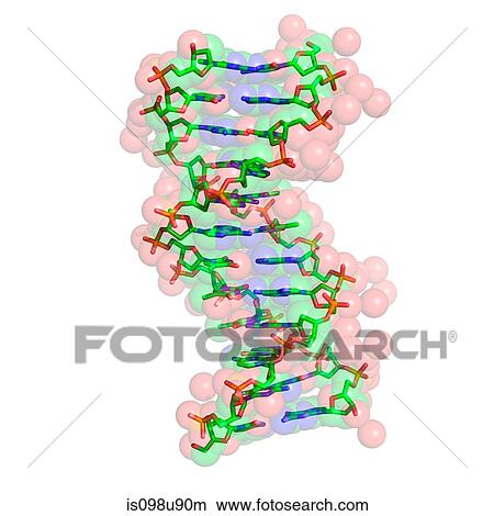 Picture - DNA molecule. Fotosearch