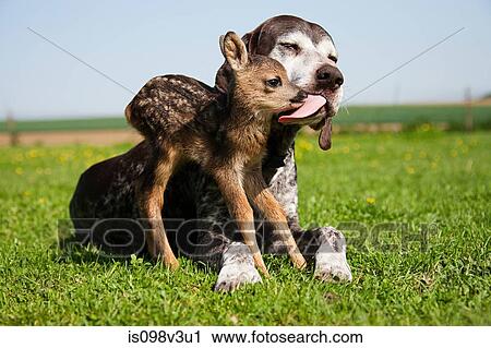 Stock Image - Dog cleaning fawn sitting on grass. Fotosearch