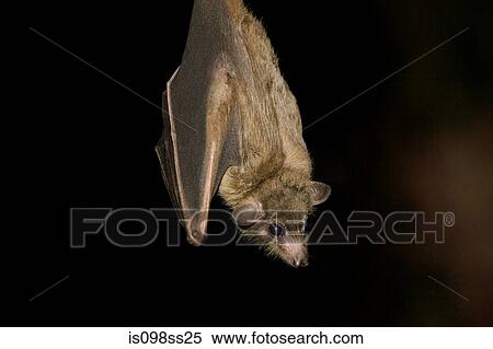 Egyptian Fruit Bat View Large Photo Image Stock Photography - Egyptian Fruit Bat. Fotosearch