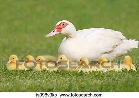 Family of ducklings with mother duck on grass View Large Photo Image Picture - Family of ducklings with mother duck on grass. Fotosearch