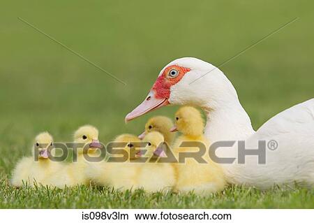 Picture - Family of ducklings with mother duck on grass. Fotosearch