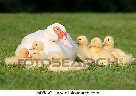 Stock Image - Family of ducklings with mother duck on grass. Fotosearch