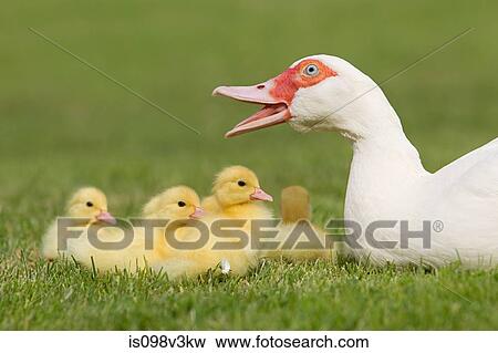 Family of ducklings with mother duck on grass View Large Photo Image Stock Photo - Family of ducklings with mother duck on grass. Fotosearch