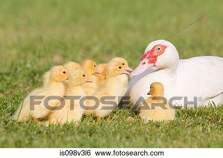 Stock Photograph - Family of ducklings with mother duck on grass. Fotosearch