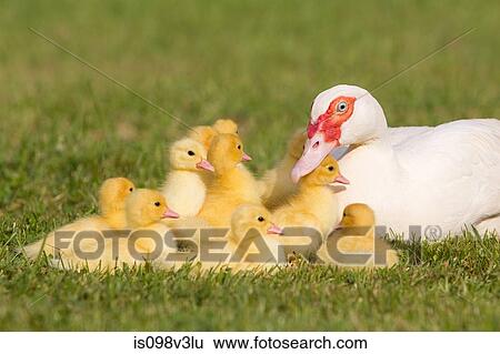 Stock Photograph - Family of ducklings with mother duck on grass. Fotosearch