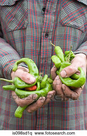 Farmer holding chilli peppers View Large Photo Image Stock Photography - Farmer holding chilli peppers. Fotosearch