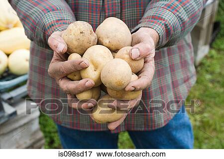 Farmer holding potatoes View Large Photo Image Stock Photo - Farmer holding potatoes. Fotosearch
