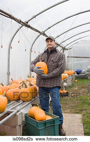 Stock Photograph - Farmer in greenhouse with pumpkins. Fotosearch