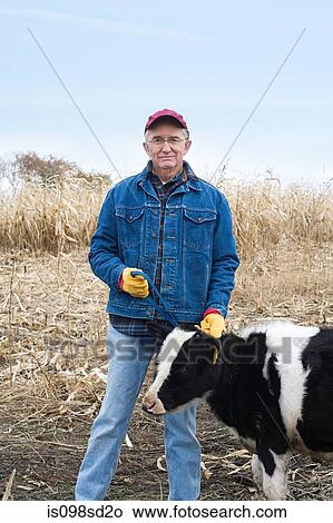 Farmer with a calf View Large Photo Image Picture - Farmer with a calf. Fotosearch