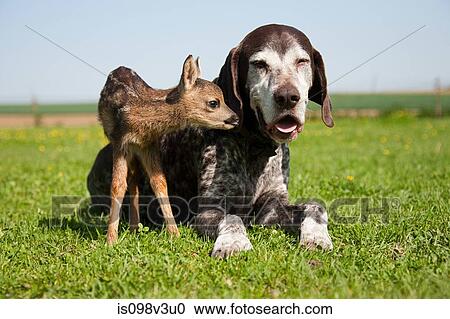 Stock Image - Fawn and dog sitting on grass. Fotosearch