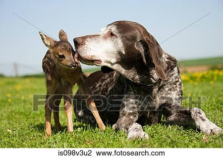 Stock Image - Fawn and dog sitting on grass. Fotosearch
