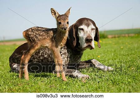 Stock Image - Fawn and dog sitting on grass. Fotosearch