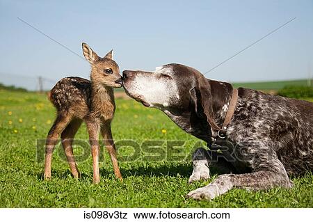 Fawn and dog sitting on grass View Large Photo Image Stock Photo - Fawn and dog sitting on grass. Fotosearch