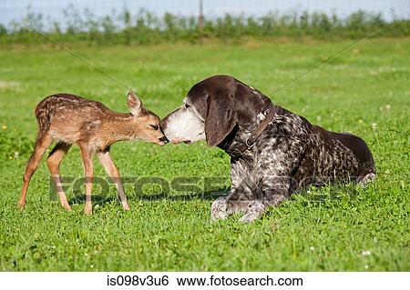 Fawn and dog sitting on grass View Large Photo Image Stock Photograph - Fawn and dog sitting on grass. Fotosearch