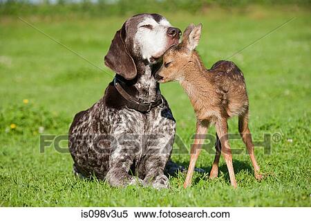 Stock Photography - Fawn and dog sitting on grass. Fotosearch