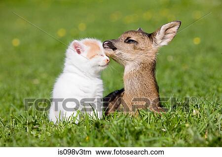 Picture - Fawn and kitten sitting on grass. Fotosearch