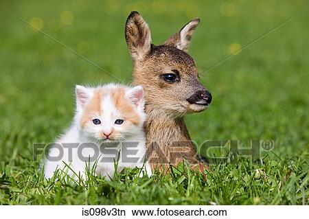Fawn and kitten sitting on grass View Large Photo Image Picture - Fawn and kitten sitting on grass. Fotosearch