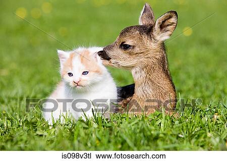 Stock Image - Fawn and kitten sitting on grass. Fotosearch