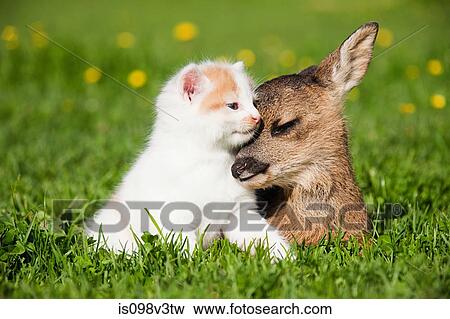 Fawn and kitten sitting on grass View Large Photo Image Stock Photo - Fawn and kitten sitting on grass. Fotosearch