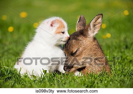 Fawn and kitten sitting on grass View Large Photo Image Stock Photo - Fawn and kitten sitting on grass. Fotosearch