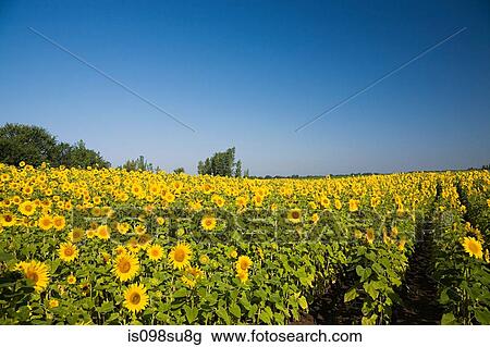 Stock Image - Field of sunflowers. Fotosearch