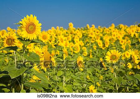 Field of sunflowers View Large Photo Image Stock Image - Field of sunflowers. Fotosearch