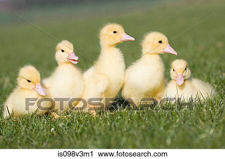 Five ducklings on grass View Large Photo Image Stock Image - Five ducklings on grass. Fotosearch
