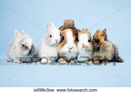 Stock Photo - Five rabbits, studio shot. Fotosearch