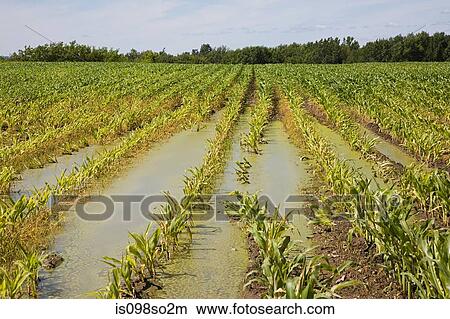 Flooded corn field View Large Photo Image Picture - Flooded corn field. Fotosearch