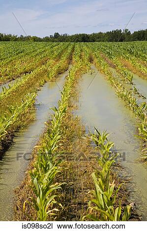 Flooded corn field View Large Photo Image Stock Image - Flooded corn field. Fotosearch