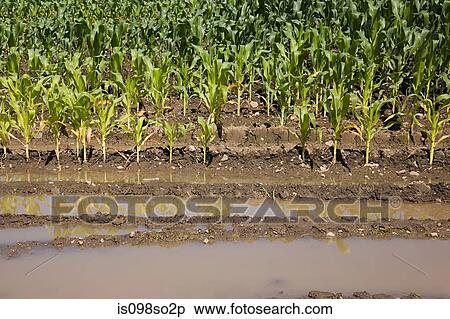 Flooded corn field View Large Photo Image Stock Photography - Flooded corn field. Fotosearch